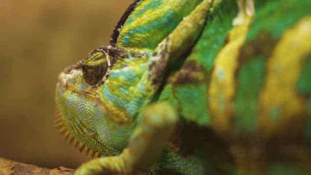 Green Chameleon Twists His Eye Close — Stok video