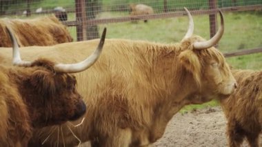 highland cattle on a pasture in spring with cute calves