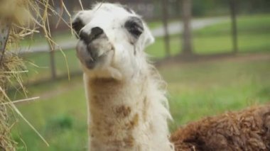 beautiful alpaca is looking straight into the lens and eats grass