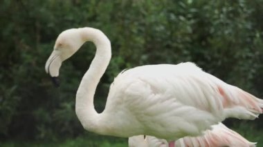 Close-up flamingo brushing feathers. Rainy day