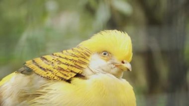 Chrysolophus pictus or red golden pheasant on the farm.