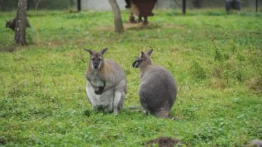 A group of kangaroos in the rain eating from a green field.