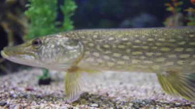 pike underwater close-up. Aquarium. grass in the background