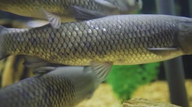 black amur underwater close-up. Aquarium. grass in the background
