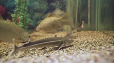 crucian carp and sterlet underwater close-up. Aquarium. grass in the background