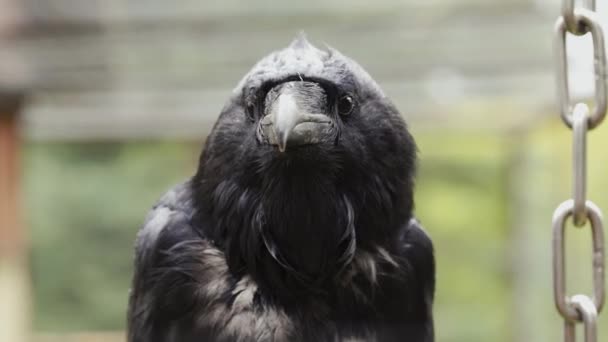 Black Raven Close Rainy Day — Vídeos de Stock