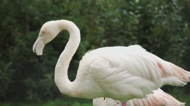 Close Flamingo Brushing Feathers Rainy Day — Vídeo de Stock