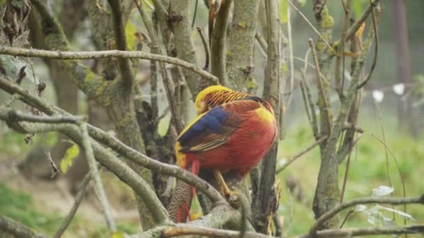 Chrysolophus Pictus Red Golden Pheasant Sitting Tree — 비디오