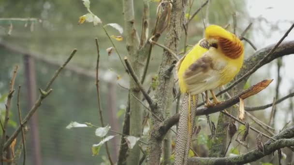 Chrysolophus Pictus Red Golden Pheasant Sitting Tree — Vídeos de Stock
