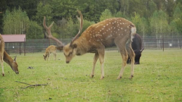 Fallow Deer Eat Grass Rainy Fall Day — Stok video