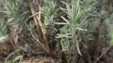 A lavender bush and a green caterpillar below. Slider from top to bottom