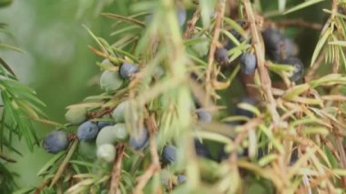 Juniperus with berries close-up. Camera slide.