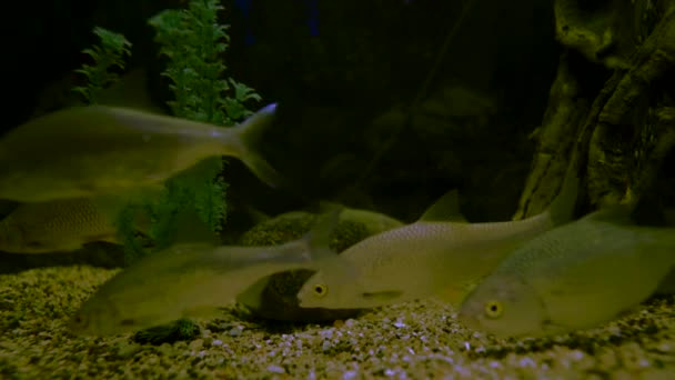 Roach Underwater Close Aquarium Grass Background — Vídeo de Stock