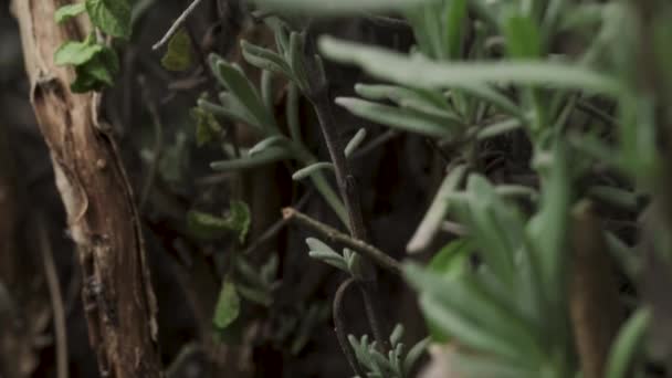 薰衣草灌木近视 自下而上的相机滑动 — 图库视频影像