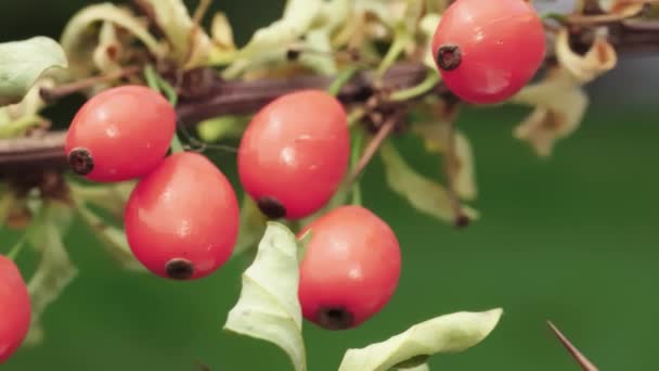 Branch Red Barberry Berries Close Slide Video — Wideo stockowe