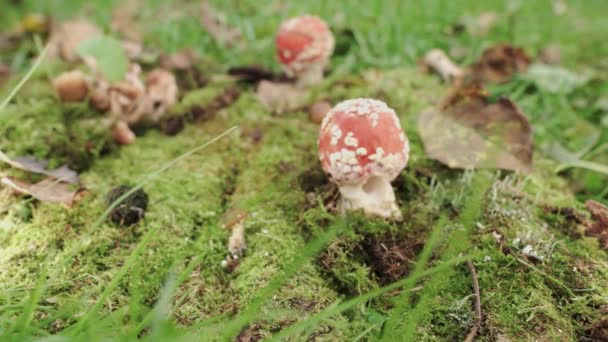 Amanita Red Fly Agaric Mushroom Moss Close Forward Movement — Video