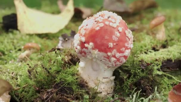 Amanita Red Fly Agaric Mushroom Moss Close Spinning — Vídeo de stock