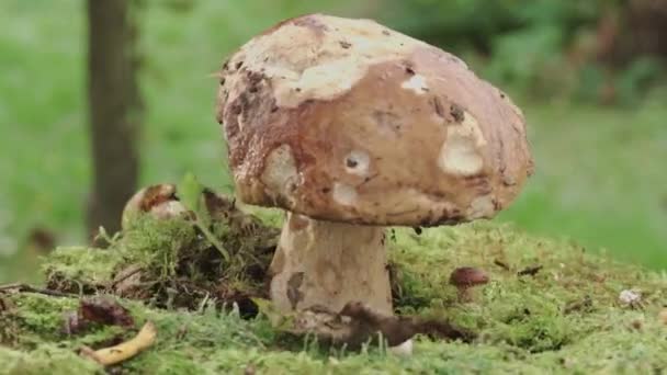 Big Boletus Edulis Old Mushroom Moss Video Rotation Close — Vídeo de stock