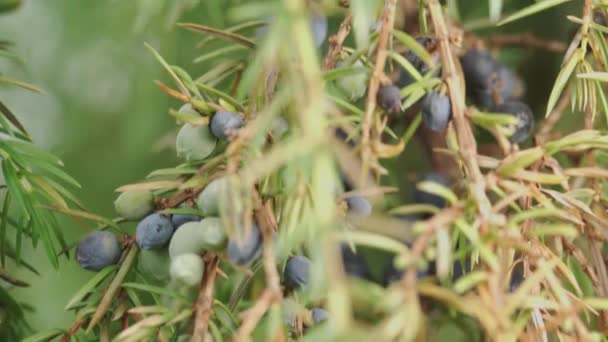 Juniperus与浆果特写 相机滑块 — 图库视频影像