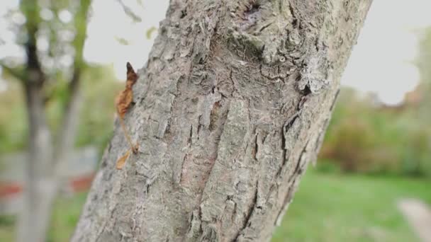 White Tree Trunk Close Apple Bark Camera Slide — Video Stock