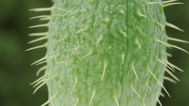 Spiny Fruit Ecballium Elaterium Close Rotation — Stock video