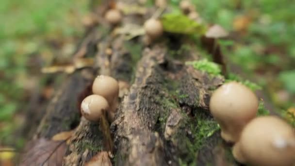 Edible Mushrooms Fallen Tree Trunk Close — Stockvideo