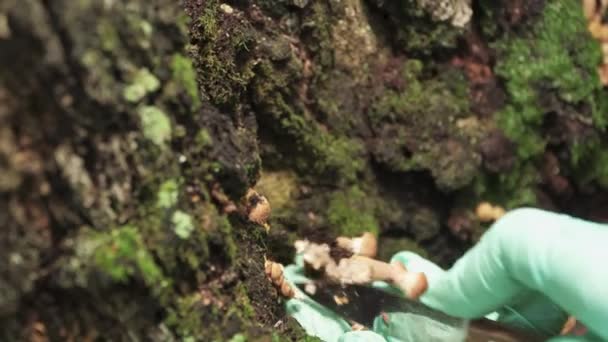 一个戴着绿色手套的女孩在树上切蜂蜜蘑菇 后续行动 — 图库视频影像