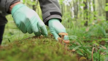 A girl in green gloves cuts honey mushrooms, mushroomed from a tree. Close-up.