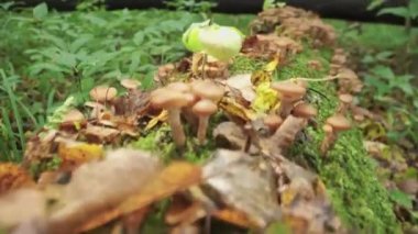 Honey mushrooms grow on a fallen tree. A huge number of mushrooms in the forest.