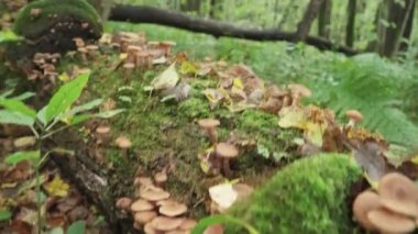 Honey mushrooms grow on a fallen tree. A huge number of mushrooms in the forest.