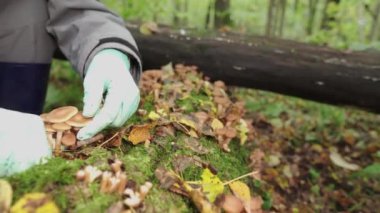 A girl in green gloves cuts honey mushrooms, mushroomed from a tree. Close-up.
