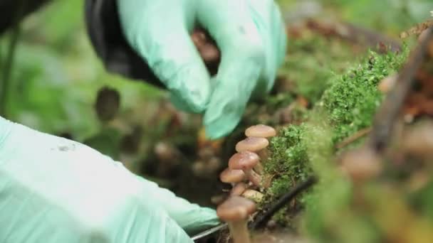 Girl Green Gloves Cuts Honey Mushrooms Mushroomed Tree Close — Stok video