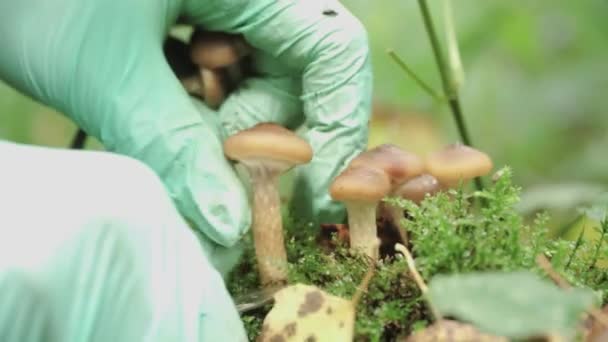 Girl Green Gloves Cuts Honey Mushrooms Mushroomed Tree Close — Stock videók