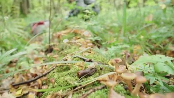 Honey Mushrooms Grow Fallen Tree Huge Number Mushrooms Forest — Stock Video