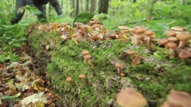 Honey Mushrooms Grow Fallen Tree Huge Number Mushrooms Forest — Stock Video