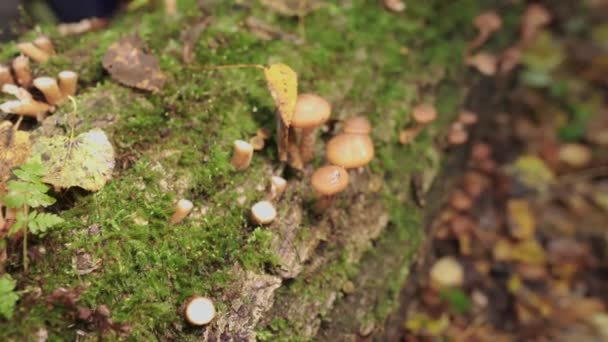 一个戴着绿色手套的女孩在树上切蜂蜜蘑菇 后续行动 — 图库视频影像