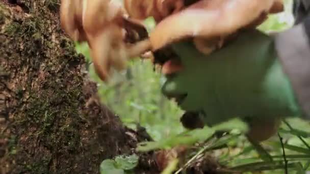 Girl Green Gloves Cuts Honey Mushrooms Mushroomed Tree Close — Stock video