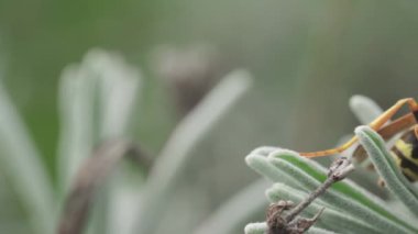 Wasp sleeping on a branch of lavender, macro, slide shot