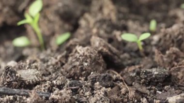 small weeds make their way through the ground, close-up slide shot