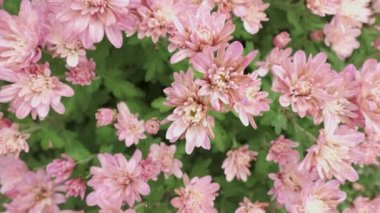 Pink flowers Chrysanthemum, slide shot top view