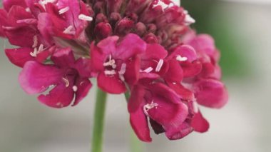 Red Flower Armeria close-up, moving upwards. Swaying in the wind