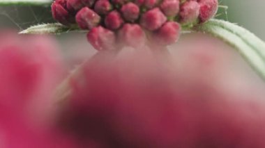 Red Flower Armeria close-up, moving upwards. Swaying in the wind