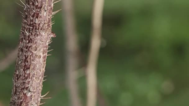 Slide Crawl Thorny Branch Plant Needles Macro — Vídeo de Stock
