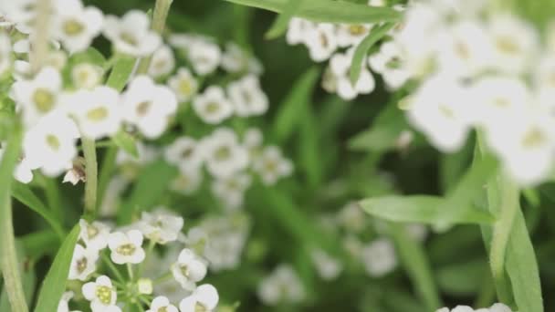 White Alyssum Flowers Close Slide Shot — Vídeo de Stock