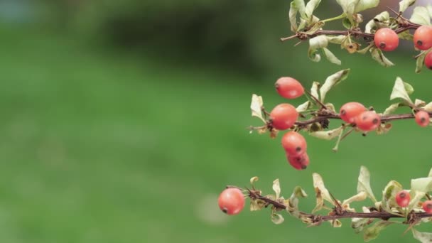 Branch Red Barberry Berries Close Slide Video — Stock video