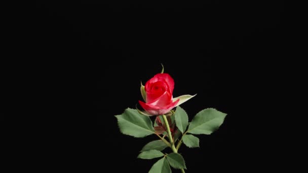 Κόκκινο Τριαντάφυλλο Μαύρο Φόντο Ζουμ Κάμερα Μακροεντολή Βίντεο — Αρχείο Βίντεο