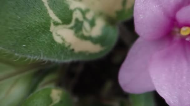 Pink Purple Viola Flowers Pot Top View Dolly Slider Extreme — Vídeos de Stock