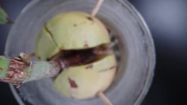 Small avocado seedling, in a glass of water, top view. Dolly slider extreme close-up inside. Laowa Probe