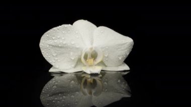 A white flower of Orchidaceae, plucked, lies in the water on a black glass. Dolly slider extreme close-up. Laowa Probe