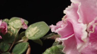 Pink and purple Viola flowers in a pot, water drops. Dolly slider extreme close-up . Laowa Probe